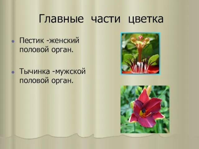 Главные части цветка Пестик -женский половой орган. Тычинка -мужской половой орган.