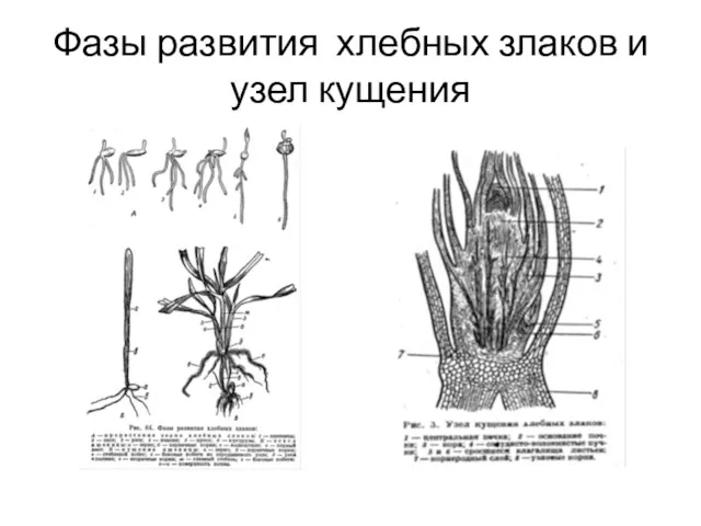 Фазы развития хлебных злаков и узел кущения