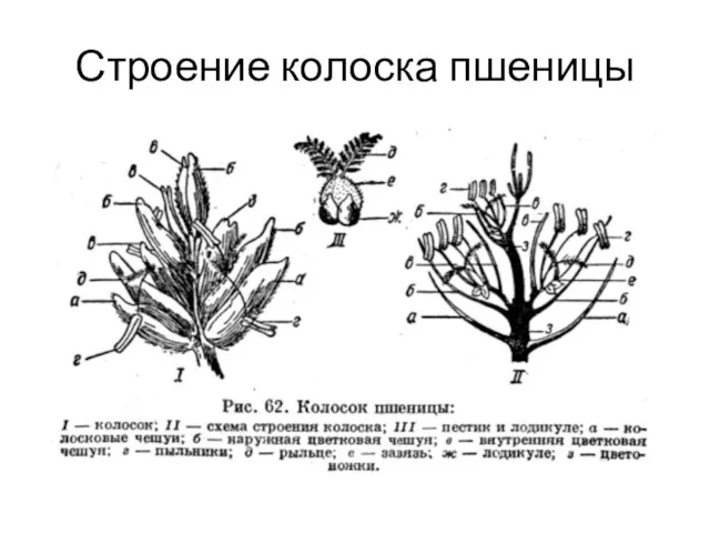 Строение колоска пшеницы