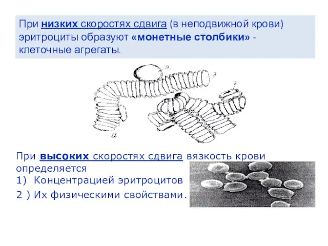 При низких скоростях сдвига (в неподвижной крови) эритроциты образуют «монетные