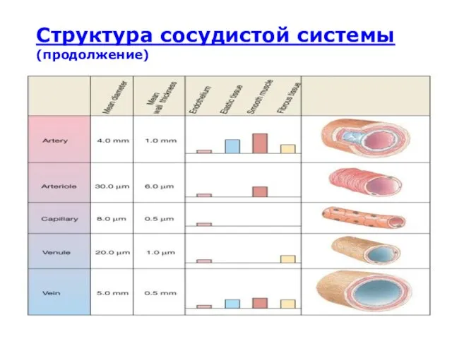 Структура сосудистой системы (продолжение)