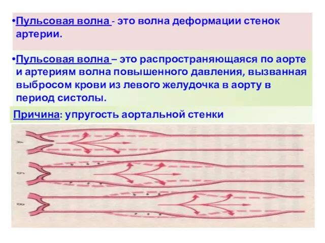 Пульсовая волна - это волна деформации стенок артерии. Пульсовая волна – это распространяющаяся