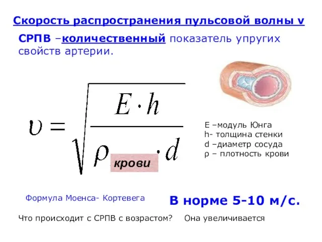 СРПВ –количественный показатель упругих свойств артерии. Формула Моенса- Кортевега Скорость распространения пульсовой волны