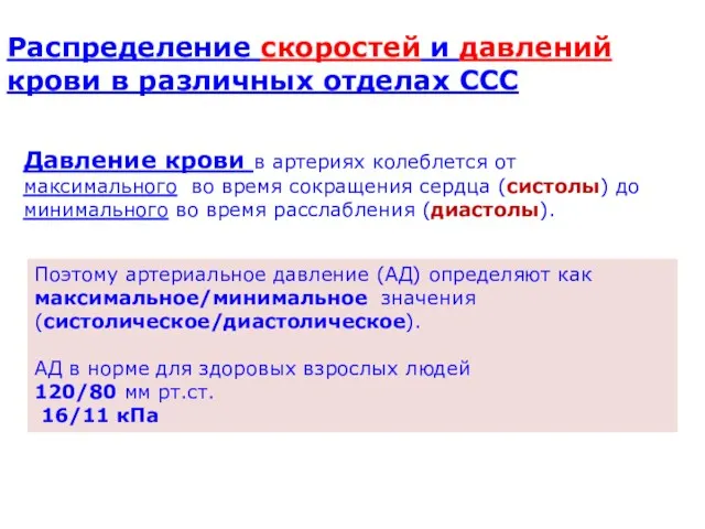 Распределение скоростей и давлений крови в различных отделах ССС Давление