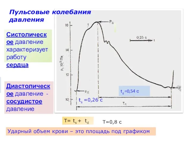 Систолическое давление характеризует работу сердца Диастолическое давление -сосудистое давление ts =0,26 с td