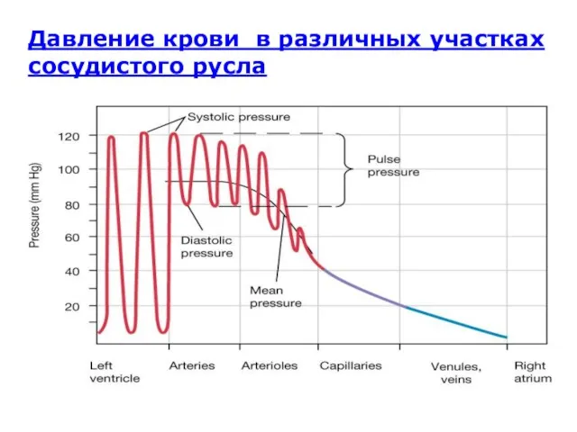 Давление крови в различных участках сосудистого русла