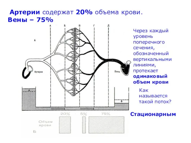 Артерии содержат 20% объема крови. Вены – 75% Через каждый