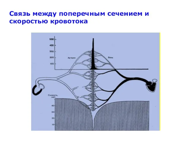 Связь между поперечным сечением и скоростью кровотока