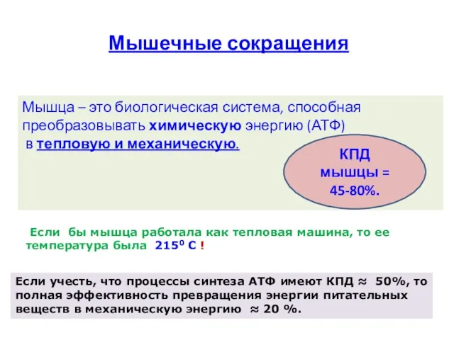 Мышечные сокращения Мышца – это биологическая система, способная преобразовывать химическую