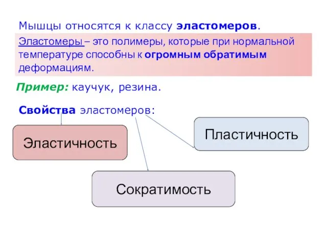 Мышцы относятся к классу эластомеров. Эластомеры – это полимеры, которые