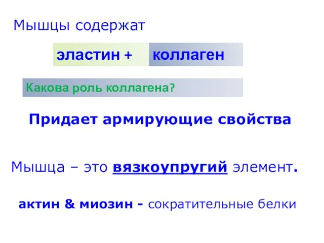 Мышцы содержат эластин + коллаген Придает армирующие свойства Какова роль коллагена? Придает армирующие