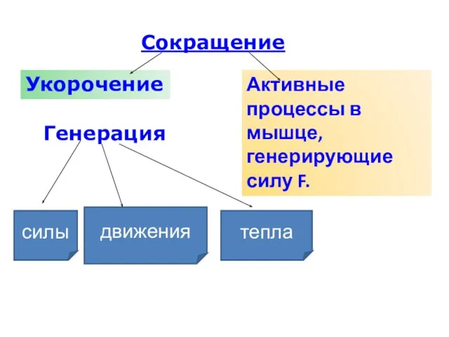 Сокращение Укорочение Генерация Активные процессы в мышце, генерирующие силу F. силы движения тепла