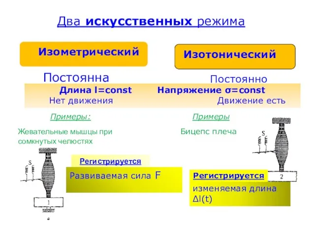 Два искусственных режима Изометрический Изотонический Постоянна Длина l=const Напряжение σ=const Нет движения Движение