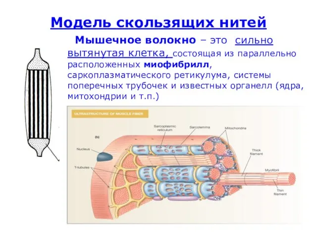 Модель скользящих нитей Мышечное волокно – это сильно вытянутая клетка,