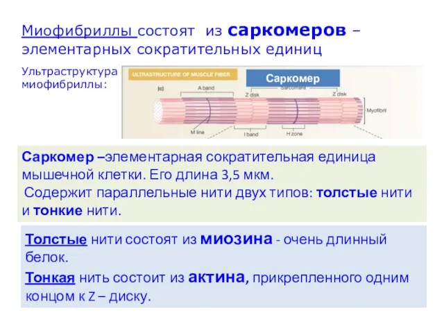 Миофибриллы состоят из саркомеров – элементарных сократительных единиц Саркомер Ультраструктура