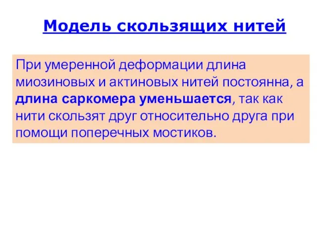 Модель скользящих нитей При умеренной деформации длина миозиновых и актиновых