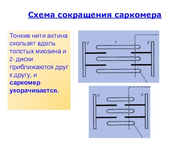 Схема сокращения саркомера Тонкие нити актина скользят вдоль толстых миозина и Z- диски