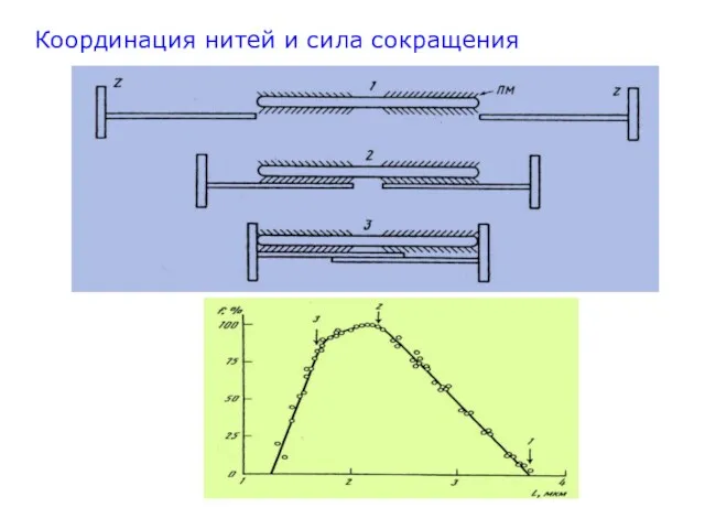 Координация нитей и сила сокращения