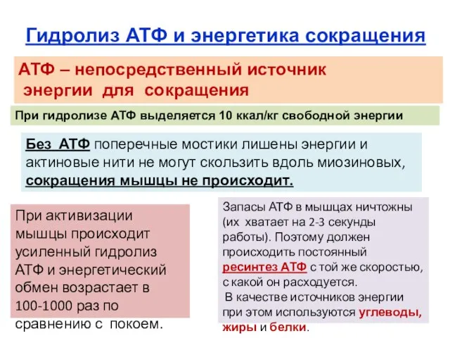 Гидролиз АТФ и энергетика сокращения АТФ – непосредственный источник энергии для сокращения Без