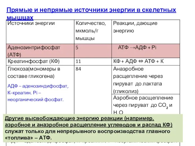 Прямые и непрямые источники энергии в скелетных мышцах Другие высвобождающие