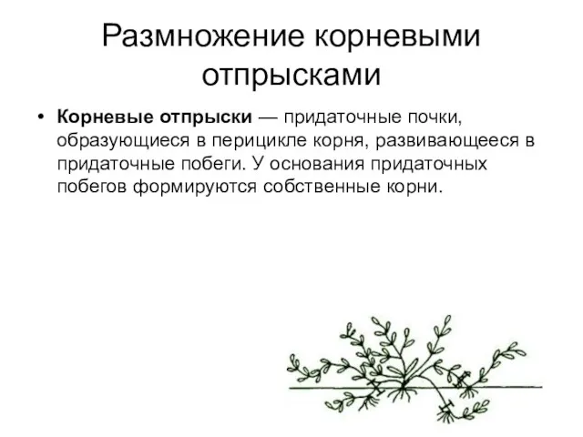 Размножение корневыми отпрысками Корневые отпрыски — придаточные почки, образующиеся в