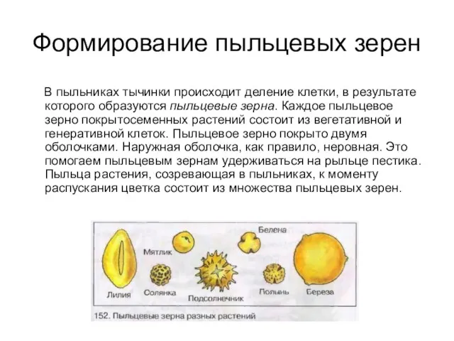 Формирование пыльцевых зерен В пыльниках тычинки происходит деление клетки, в