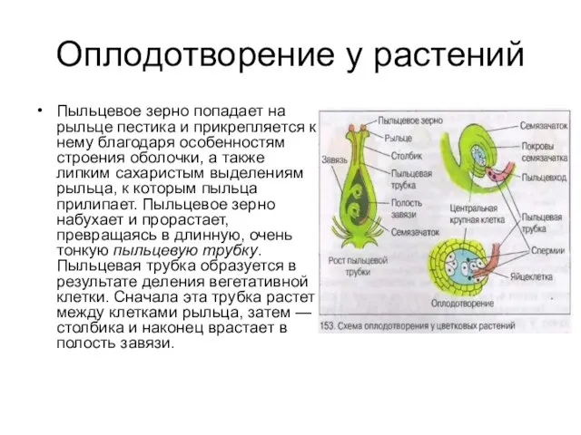 Оплодотворение у растений Пыльцевое зерно попадает на рыльце пестика и