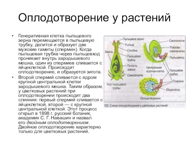 Оплодотворение у растений Генеративная клетка пыльцевого зерна перемещается в пыльцевую