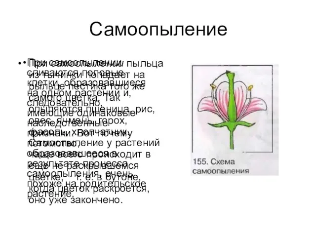 Самоопыление При самоопылении пыльца из тычинки попадает на рыльце пестика