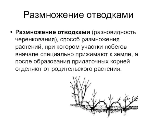 Размножение отводками Размножение отводками (разновидность черенкования), способ размножения растений, при