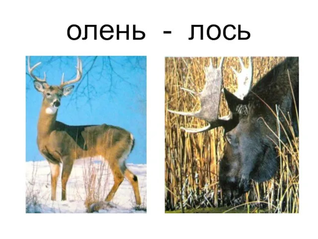 олень - лось