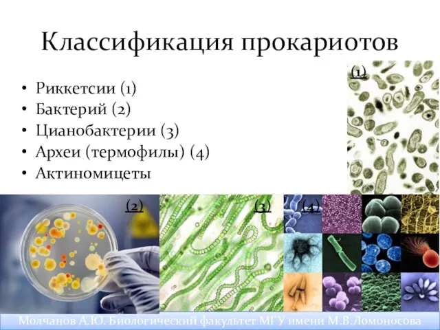 Классификация прокариотов Риккетсии (1) Бактерий (2) Цианобактерии (3) Археи (термофилы)