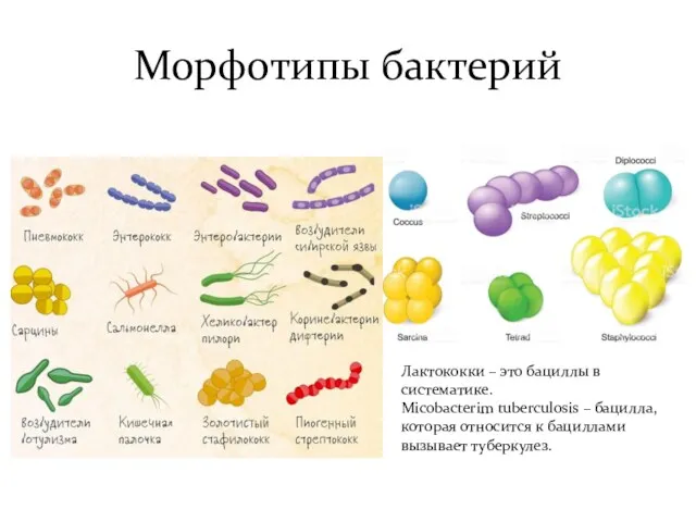 Морфотипы бактерий Лактококки – это бациллы в систематике. Micobacterim tuberculosis