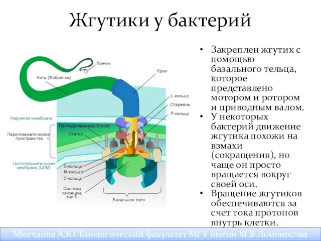 Закреплен жгутик с помощью базального тельца, которое представлено мотором и