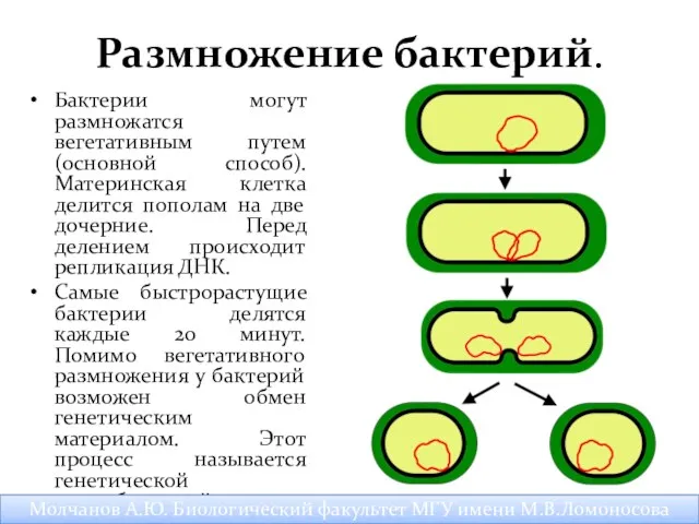 Размножение бактерий. Бактерии могут размножатся вегетативным путем (основной способ). Материнская