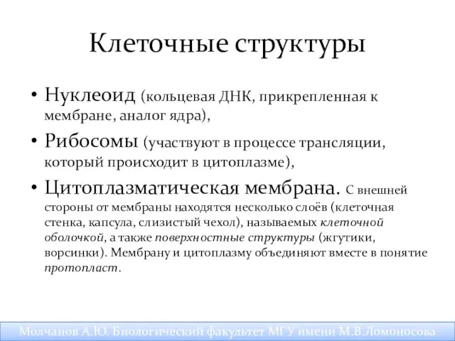 Клеточные структуры Нуклеоид (кольцевая ДНК, прикрепленная к мембране, аналог ядра),