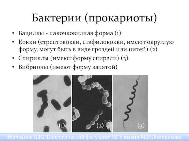 Бактерии (прокариоты) Бациллы - палочковидная форма (1) Кокки (стрептококки, стафилококки,