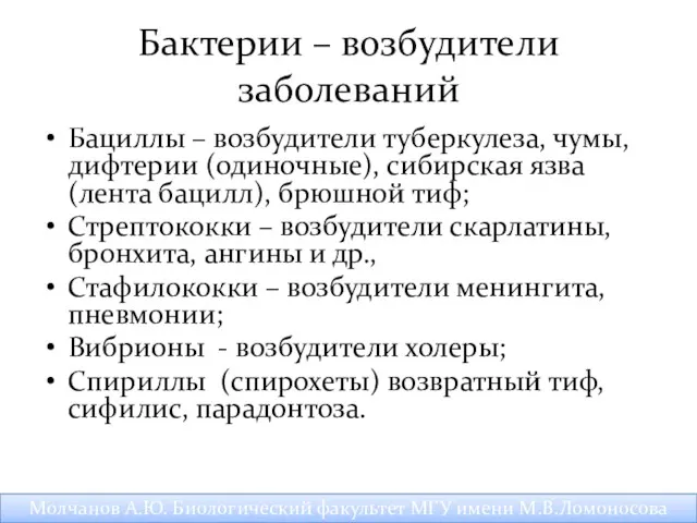 Бактерии – возбудители заболеваний Бациллы – возбудители туберкулеза, чумы, дифтерии