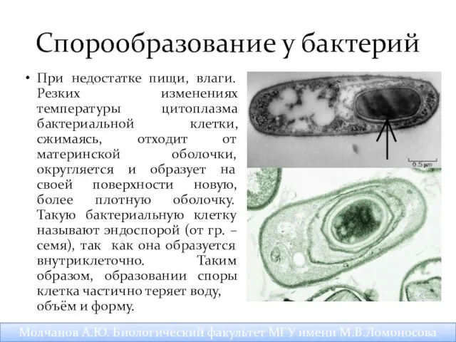 Спорообразование у бактерий При недостатке пищи, влаги. Резких изменениях температуры