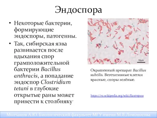 Эндоспора Некоторые бактерии, формирующие эндоспоры, патогенны. Так, сибирская язва развивается