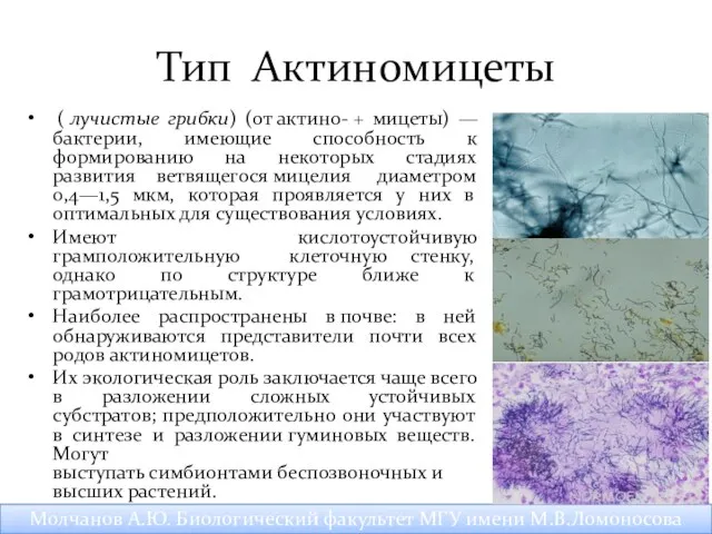 Тип Актиномицеты ( лучистые грибки) (от актино- + мицеты) —бактерии,