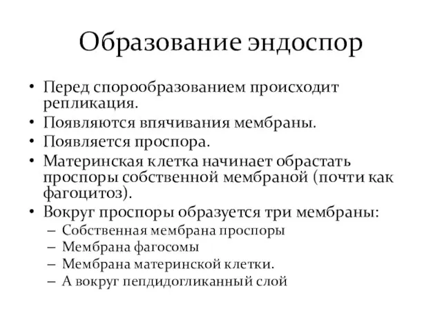 Образование эндоспор Перед спорообразованием происходит репликация. Появляются впячивания мембраны. Появляется