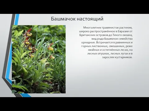 Башмачок настоящий Многолетнее травянистое растение, широко распространённое в Евразии от