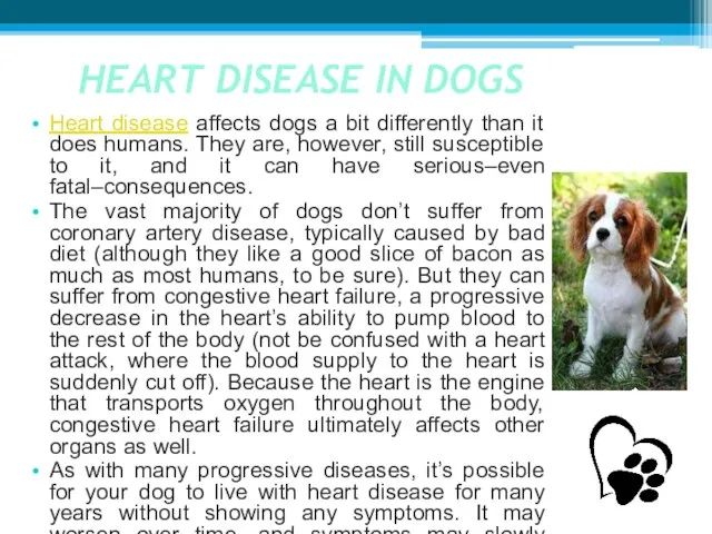 HEART DISEASE IN DOGS Heart disease affects dogs a bit