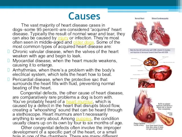 Causes The vast majority of heart disease cases in dogs–some