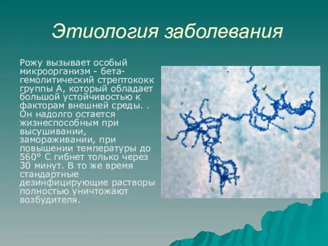 Этиология заболевания Рожу вызывает особый микроорганизм - бета-гемолитический стрептококк группы