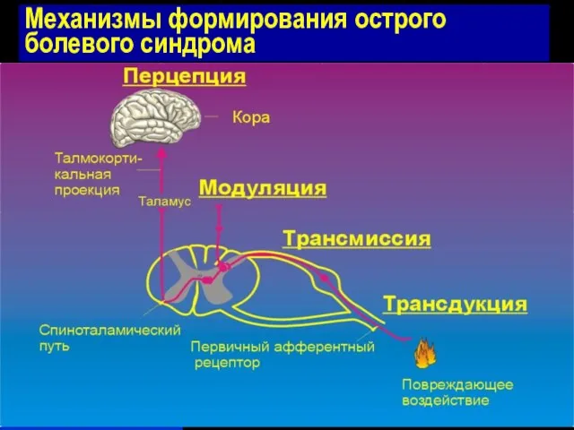 Механизмы формирования острого болевого синдрома