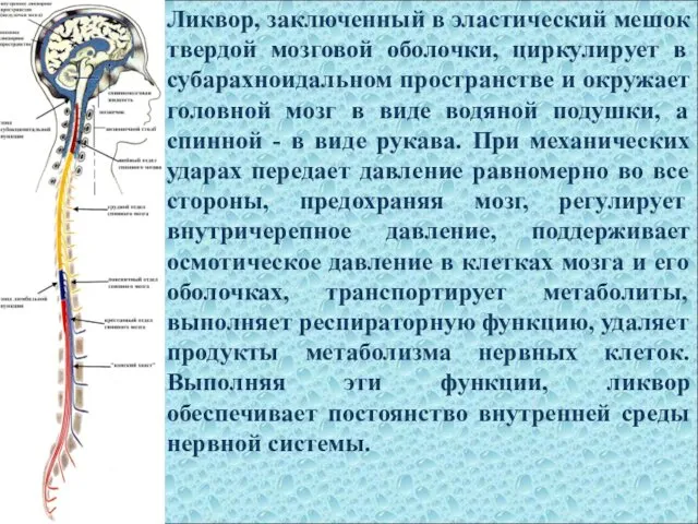 Ликвор, заключенный в эластический мешок твердой мозговой оболочки, циркулирует в