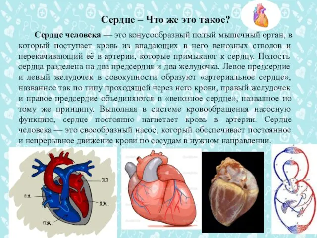 Сердце – Что же это такое? Сердце человека — это