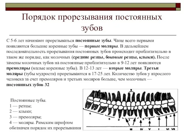 Порядок прорезывания постоянных зубов Постоянные зубы. 1 — резцы; 2 — клыки; 3